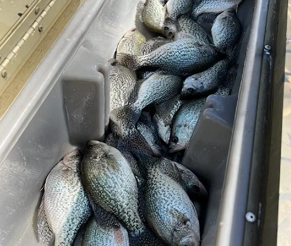 Cooler full of crappie fish